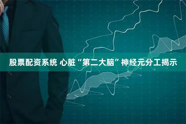 股票配资系统 心脏“第二大脑”神经元分工揭示